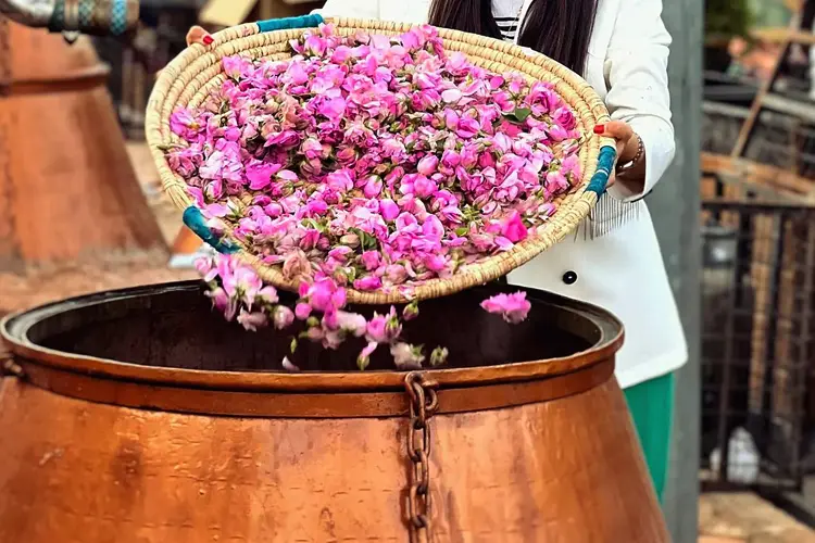 بهترین زمان و مکان گلاب گیری کاشان 