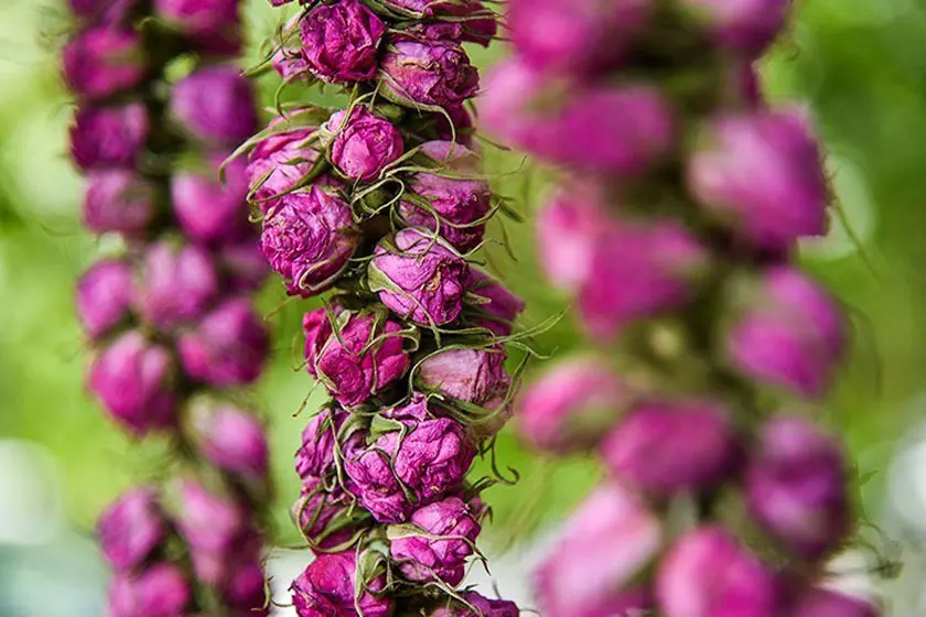 بهترین زمان و مکان گلاب گیری کاشان 