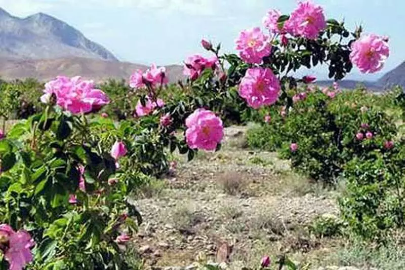 بهترین زمان و مکان گلاب گیری کاشان 