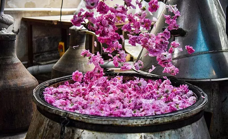 بهترین زمان و مکان گلاب گیری کاشان