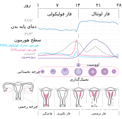 تنبلی تخمدان