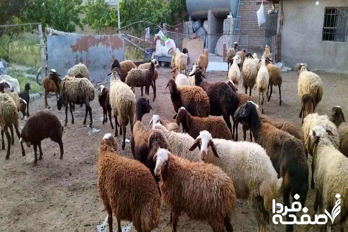 قیمت دام زنده امروز ۲۲ آذر | رکورد جدید در بازار دام