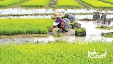 معاون وزیر جهادکشاورزی