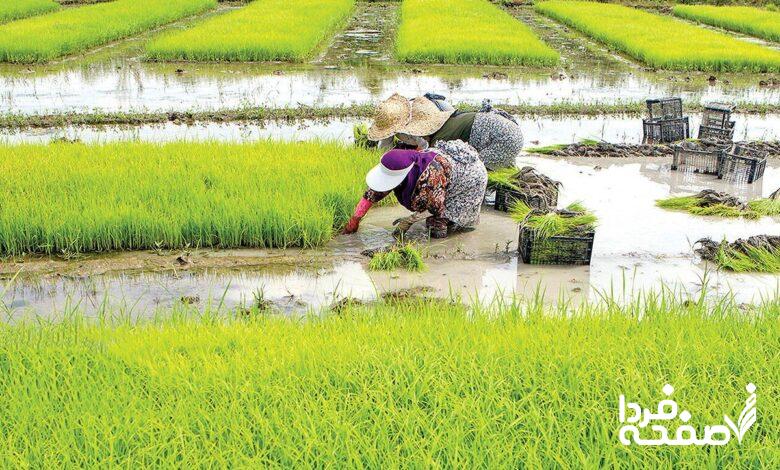 معاون وزیر جهادکشاورزی