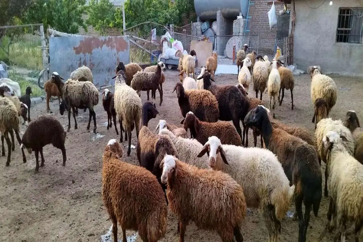 دام زنده