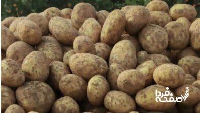 قیمت سیبزمینی