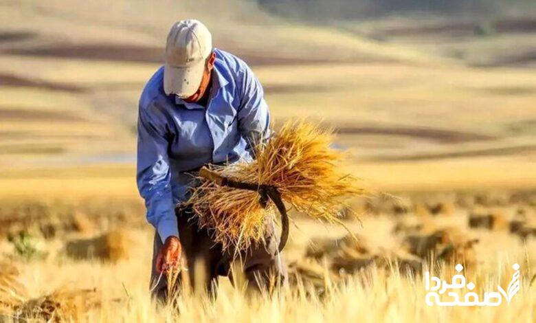 گندمکاران