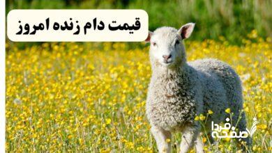 قیمت دام زنده