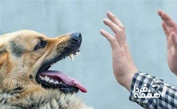 سگ نگهبان صاحب ۷۰ سالهاش را به کشتن داد