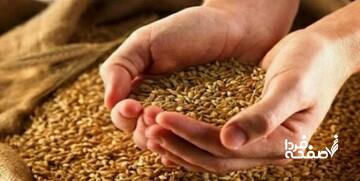بک اتفاق عجیب درباره قیمت گندم/ قیمت پیشنهادی دولت برای قیمت گندم چه عددی است؟