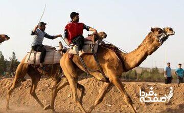 بورسیه شترسواری ایران سوخت!