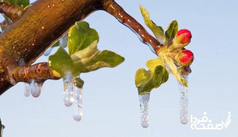 کاهش دمای ۱۰ درجه ای از امروز؛ احتمال سرمازدگی باغات در این مناطق