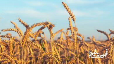 خبر مهم برای گندمکاران/ گندم بیقیمت شد؟