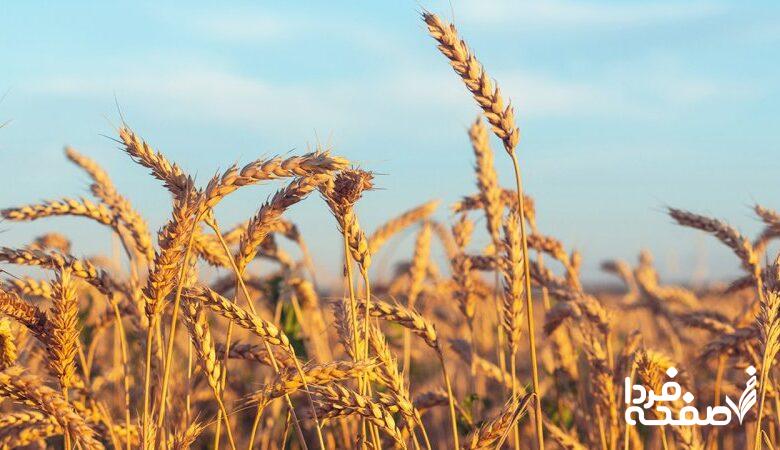 خبر مهم برای گندمکاران/ گندم بی‌قیمت شد؟