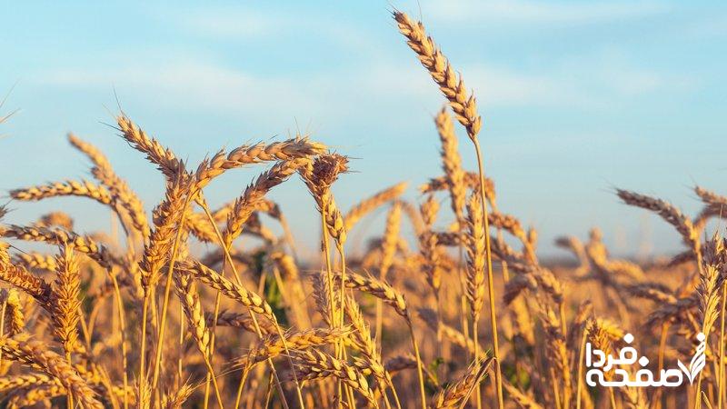 خبر مهم برای گندمکاران/ گندم بیقیمت شد؟