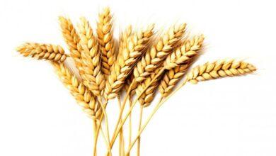 نرخ خرید تضمینی گندم اعلام شد