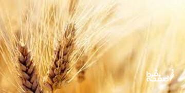 میزان افزایش قیمت گندم مشخص شد/ قیمت جدید گندم تا چه عددی بالا میرود؟