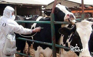 هجوم تب برفکی به دامداری‌ها/ چه تعداد دام تلف شد؟/ شیوع بیماری تحت کنترل است؟