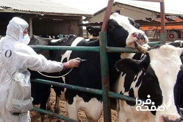 هجوم تب برفکی به دامداری‌ها/ چه تعداد دام تلف شد؟/ شیوع بیماری تحت کنترل است؟