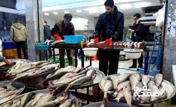 افزایش قیمت ماهی عجیب شد/ این ماهی روزانه ۱۰ هزار تومان گران میشود