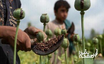 خشخاش وزارت بهداشت یا شقایق ستاد مبارزه با مواد مخدر؛ کدام کِشت می‌شود؟