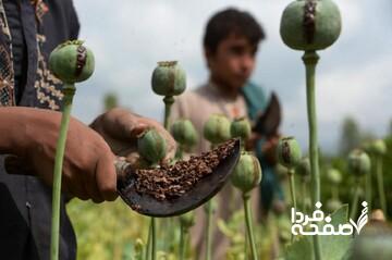 خشخاش وزارت بهداشت یا شقایق ستاد مبارزه با مواد مخدر؛ کدام کِشت میشود؟