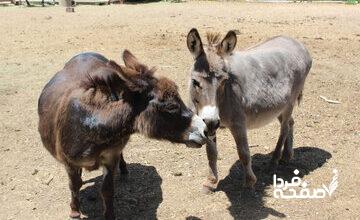 کشتن سالانه شش میلیون الاغ در آفریقا برای ساخت اکسیر جوانی در چین