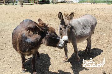 کشتن سالانه شش میلیون الاغ در آفریقا برای ساخت اکسیر جوانی در چین