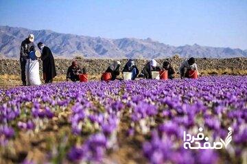قیمت جدید زعفران اعلام شد/ حداقل و حداکثر قیمت را ببینید
