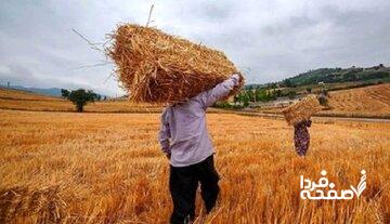 تکلیف قیمت جدید گندم مشخص شد؟/ قیمت واقعی گندم را ببینید