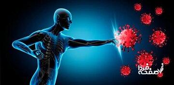 این میوه سیستم ایمنی بدن را تقویت میکند