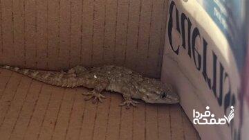 سفر غیرمنتظره و عجیب یک مارمولک