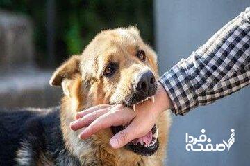 حمله سگ‌های بدون‌صاحب به کودک ۴ ساله/ عکس دلخراش