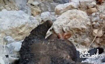 خرس ۵ ساله سوزانده شد