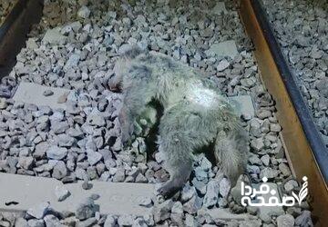 عکس دردناک از تلف شدن دو توله خرس بر اثر برخورد با قطار