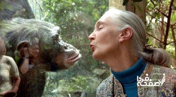 جین گودال درگذشت