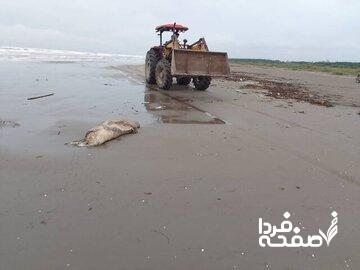 هشدار؛ به لاشه فوکهای خزری دست نزنید