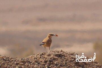 ثبت تصویری از زاغ بور برای اولینبار