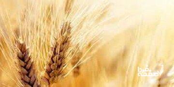 گندمکاران بخوانند/ خبر مهم رییس سازمان برنامه درباره پرداخت مطالبات گندمکاران