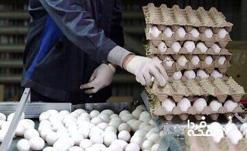 وزیر کشاورزی: قیمت فعلی تخم مرغ منطقی است