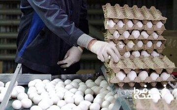 وزیر کشاورزی: قیمت فعلی تخم مرغ منطقی است