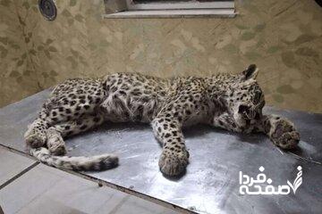 تلفشدن حیوان در معرض انقراض در مشهد