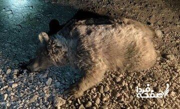 تصادف مرگبار یک خرس قهوه‌ای ماده در جاده‌های شهرستان سرچهان/ عکس