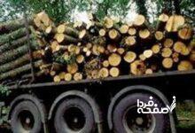 ماجرا قطع درختان صنوبر و دپو در چمستان