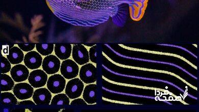 الگوهای روی پوست جانوران