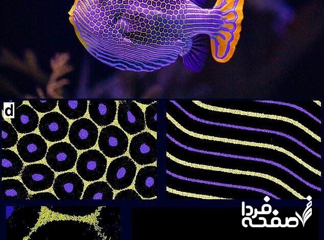 الگوهای روی پوست جانوران