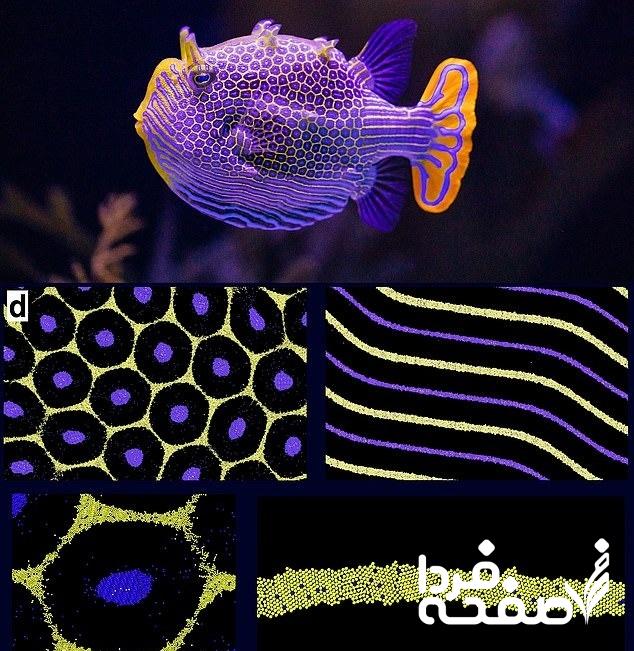الگوهای روی پوست جانوران