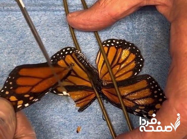 پیوند بال پروانه