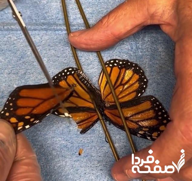 پیوند بال پروانه