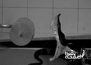 شکار افعی